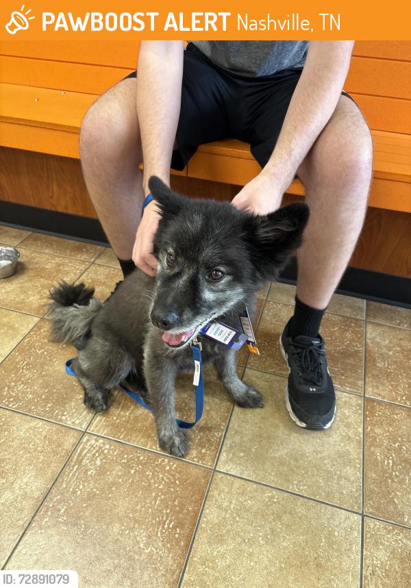 Found/Stray Male Dog last seen CMT Down, Nashville, TN 37203