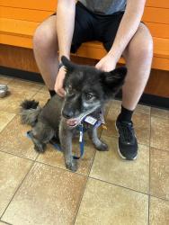 Found/Stray Male Dog last seen CMT Down, Nashville, TN 37203