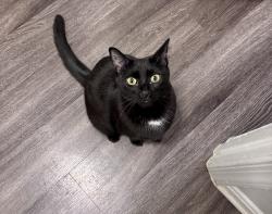 Reunited Female Cat last seen Kingstowne Village Parkway, Kingstowne, VA 22315