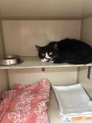 Found/Stray Female Cat last seen Retreat apmts on Candelaria and Juan Tabo, Albuquerque, NM 87111
