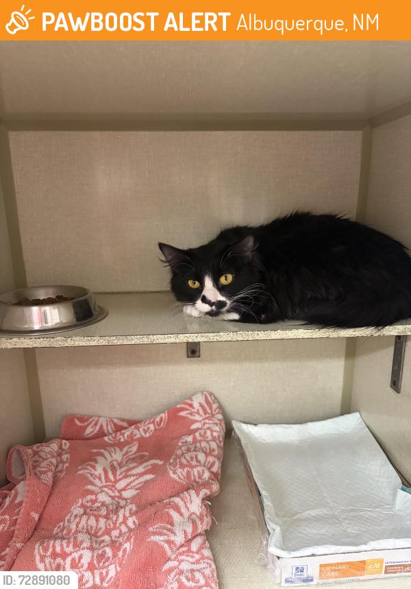 Found/Stray Female Cat last seen Retreat apmts on Candelaria and Juan Tabo, Albuquerque, NM 87111