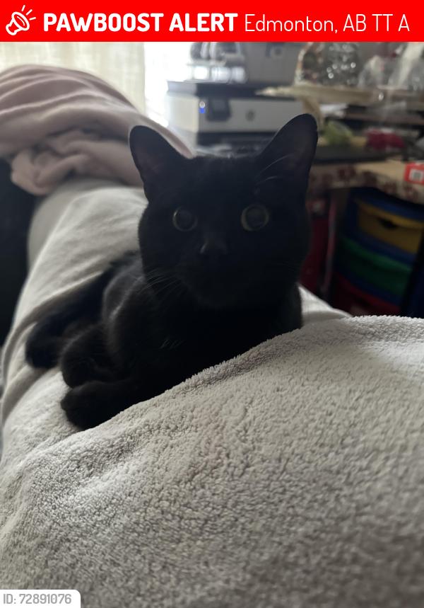 Lost Male Cat last seen Meadows rec centre, Edmonton, AB T6T 0A5