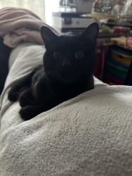 Lost Male Cat last seen Meadows rec centre , Edmonton, AB T6T 0A5
