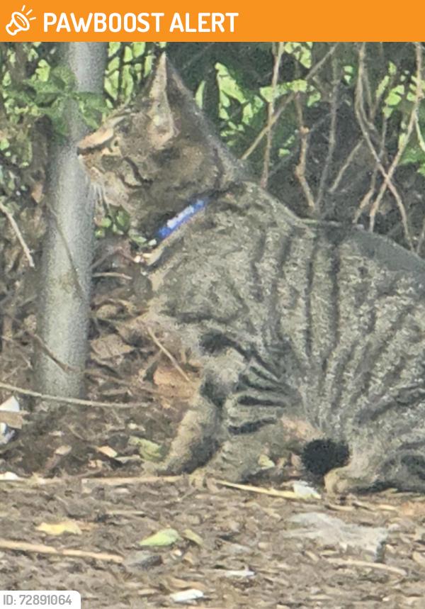Found/Stray Unknown Cat last seen Wawa at Bristol Pike and Langstroth, Cornwells Heights, PA 19020