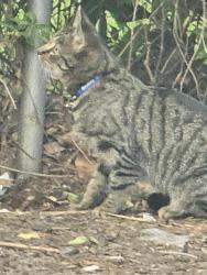 Found/Stray Unknown Cat last seen Wawa at Bristol Pike and Langstroth, Cornwells Heights, PA 19020