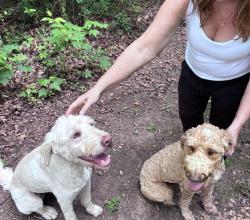 Reunited Male Dog last seen Curtis Creek and White rock Church Road, Buncombe County, NC 28715