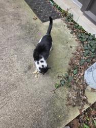Found/Stray Female Cat last seen Beecher Rd, Flint, MI 48532