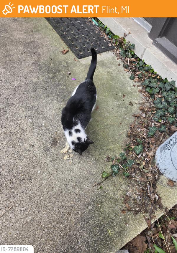Found/Stray Female Cat last seen Beecher Rd, Flint, MI 48532