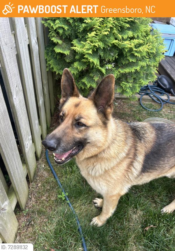 Found/Stray Male Dog last seen Alcorn Rd, Greensboro , Greensboro, NC 27409