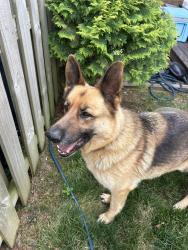 Found/Stray Male Dog last seen Alcorn Rd, Greensboro , Greensboro, NC 27409