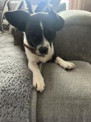Found/Stray Female Dog last seen 66th ave and international, Oakland, CA 94621