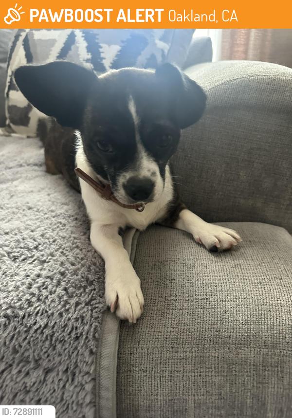 Found/Stray Female Dog last seen 66th ave and international, Oakland, CA 94621