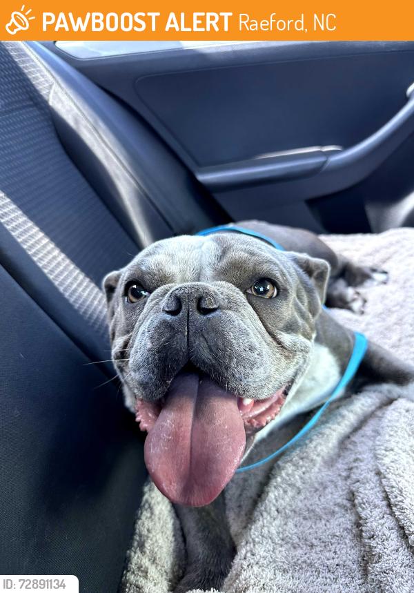 Found/Stray Female Dog last seen Raeford Fields, Raeford, NC 28376