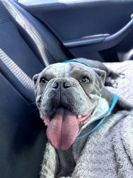 Found/Stray Female Dog last seen Raeford Fields, Raeford, NC 28376