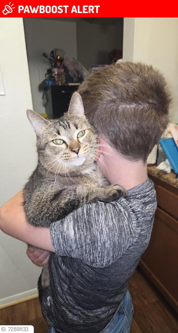 Lost Male Cat last seen West Utica Rd, Mound Shelby Twp, Shelby Township, MI 48317