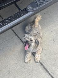 Found/Stray Unknown Dog last seen Grandview high school, Grandview, WA 98930