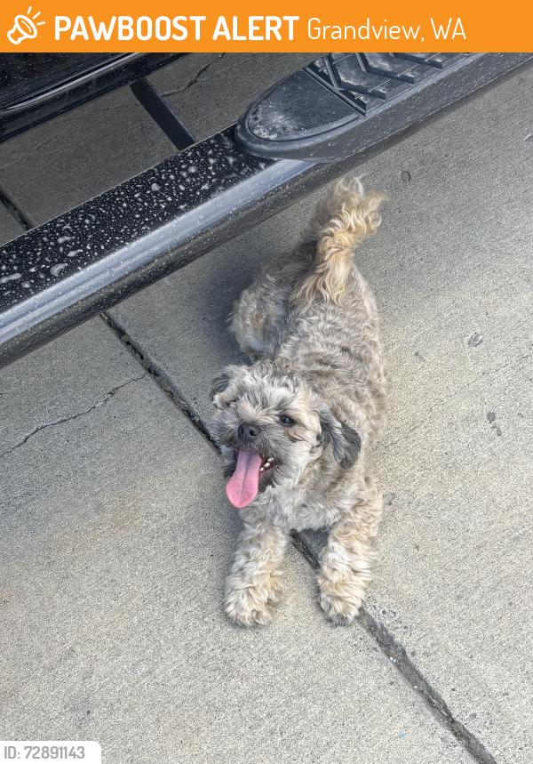 Found/Stray Unknown Dog last seen Grandview high school, Grandview, WA 98930