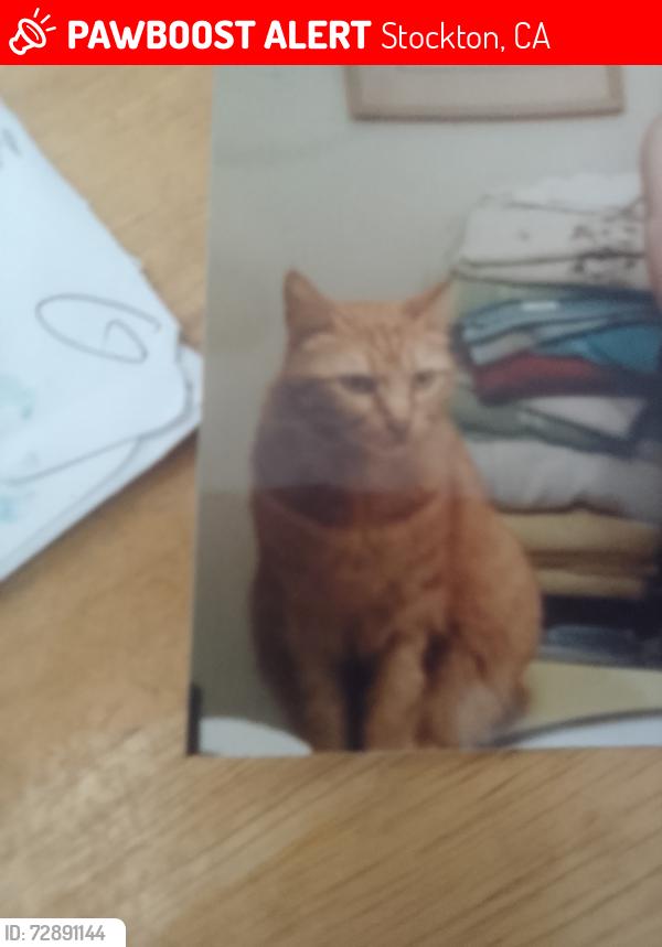 Lost Male Cat last seen Mill springs, Stockton, CA 95219