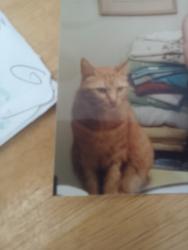 Lost Male Cat last seen Mill springs, Stockton, CA 95219