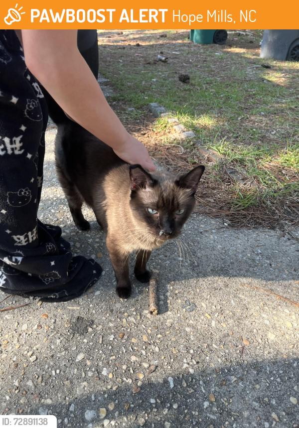 Found/Stray Male Cat last seen North carolina hope mills oak haven RD, Hope Mills, NC 28348