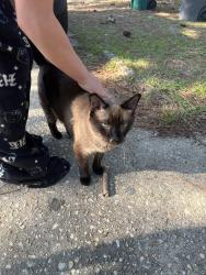 Found/Stray Male Cat last seen North carolina hope mills oak haven RD, Hope Mills, NC 28348