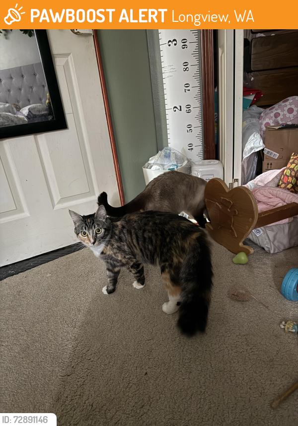Found/Stray Female Cat last seen West beacon hill, Longview, WA 98632