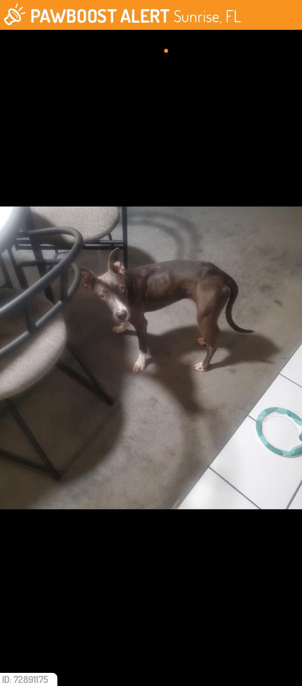 Found/Stray Female Dog last seen State route by hosp , Sunrise, FL 33313