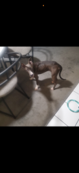 Found/Stray Female Dog last seen State route by hosp , Sunrise, FL 33313
