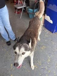 Found/Stray Male Dog last seen Mcardle, Corpus Christi, TX 78412