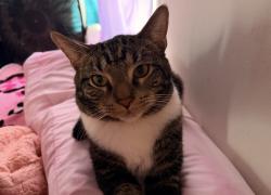 Lost Male Cat last seen 4th and Spring, DeKalb, IL 60115