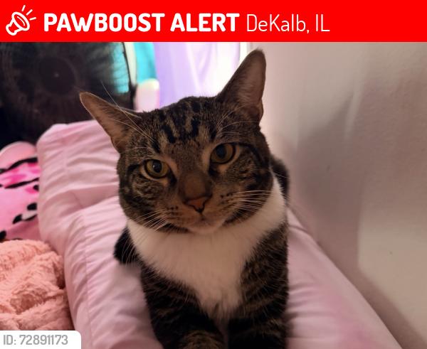 Lost Male Cat last seen 4th and Spring, DeKalb, IL 60115
