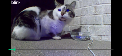 Found/Stray Unknown Cat last seen Forest green dr off airport highway , Toledo, OH 43615