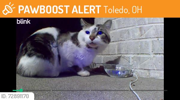 Found/Stray Unknown Cat last seen Forest green dr off airport highway , Toledo, OH 43615