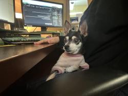 Lost Female Dog last seen Hokolin and magnolia , Tallahassee, FL 32301