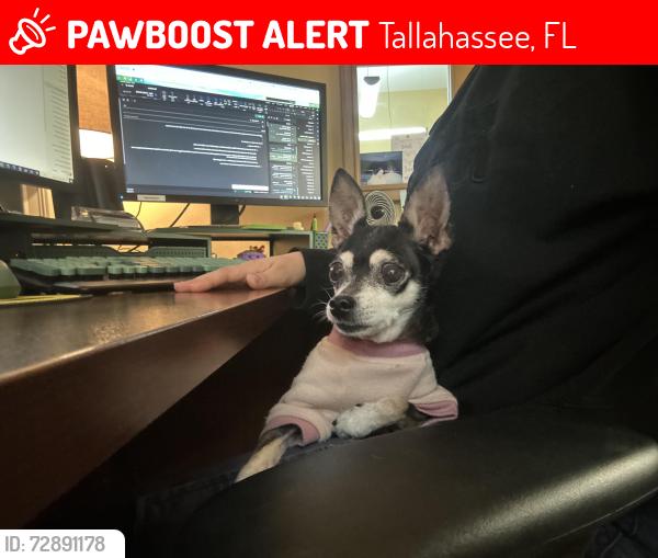 Lost Female Dog last seen Hokolin and magnolia , Tallahassee, FL 32301