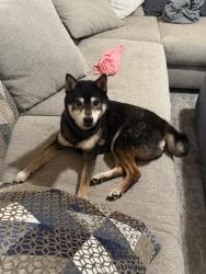 Lost Male Dog last seen Burke road , Pasadena, TX 77502