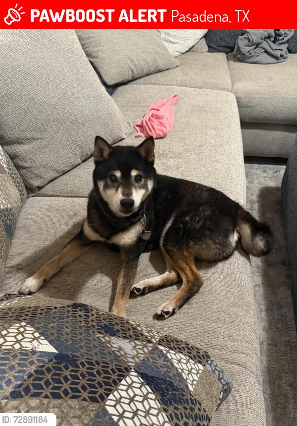 Lost Male Dog last seen Burke road , Pasadena, TX 77502