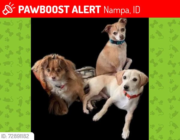 Lost Male Dog last seen Armstead & Expedition Dr, Nampa, ID 83687