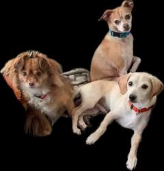 Lost Male Dog last seen Armstead & Expedition Dr, Nampa, ID 83687