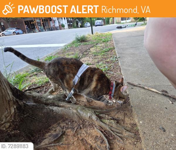 Found/Stray Unknown Cat last seen North End Juice Co, Richmond, VA 23221