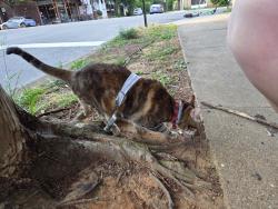 Found/Stray Unknown Cat last seen North End Juice Co, Richmond, VA 23221