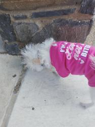 Reunited Unknown Dog last seen 30th & Morris, Philadelphia, PA 19145