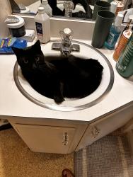 Lost Male Cat last seen Chestnut st, Boyertown, PA 19512