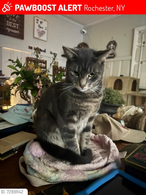 Lost Male Cat last seen Norton street , Culver’s road , Warring road , Rochester, NY 14609