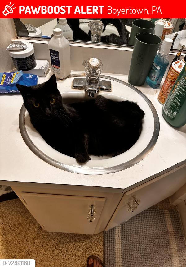 Lost Male Cat last seen Chestnut st, Boyertown, PA 19512