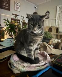Lost Male Cat last seen Norton street , Culver’s road , Warring road , Rochester, NY 14609