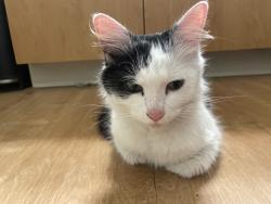 Found/Stray Female Cat last seen NE Willins st, Hillsboro, OR 97006