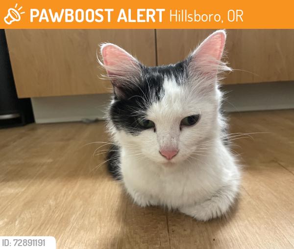 Found/Stray Female Cat last seen NE Willins st, Hillsboro, OR 97006