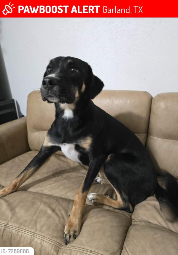 Lost Female Dog last seen Ancilla in garland Texas near plano street & Buckingham , Garland, TX 75042