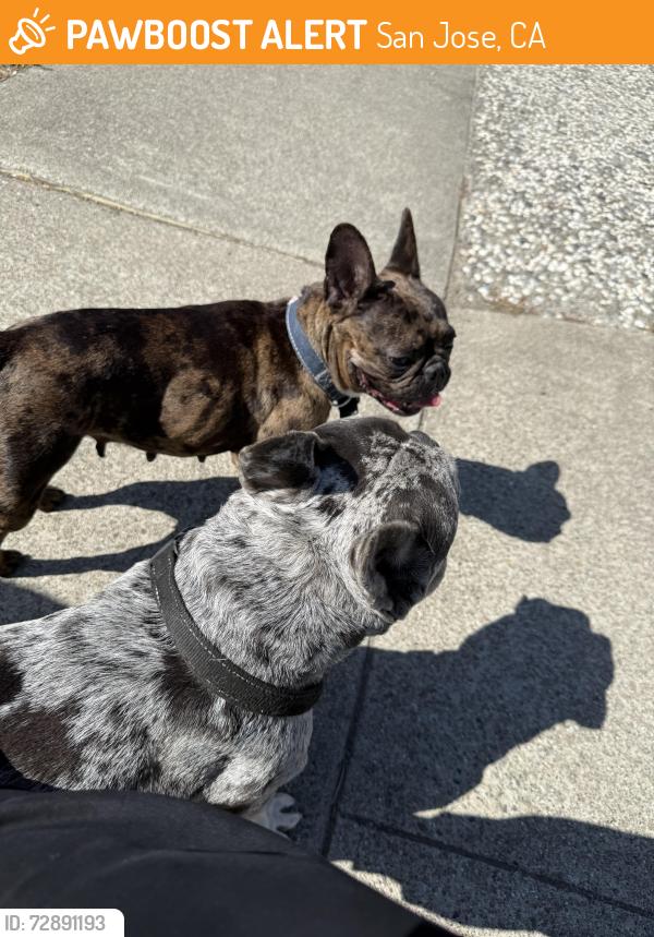 Found/Stray Unknown Dog last seen Flickenger park, San Jose, CA 95131